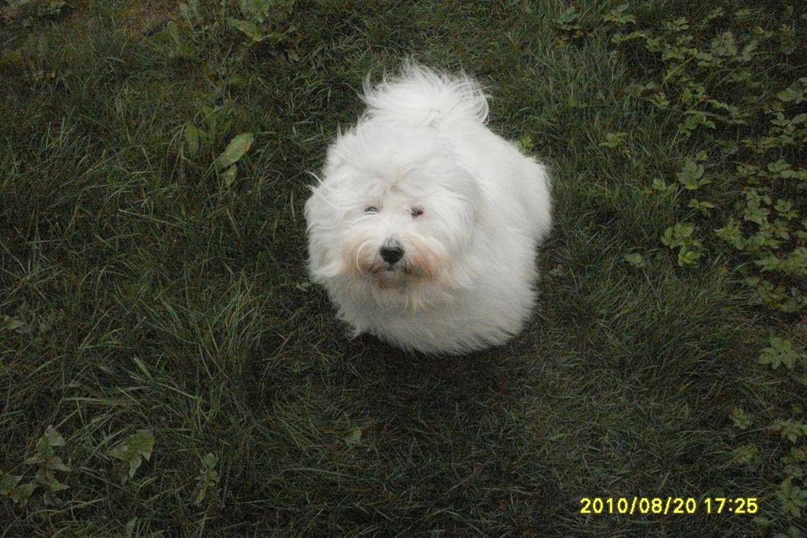 Coton de tulear Zillo billede 4