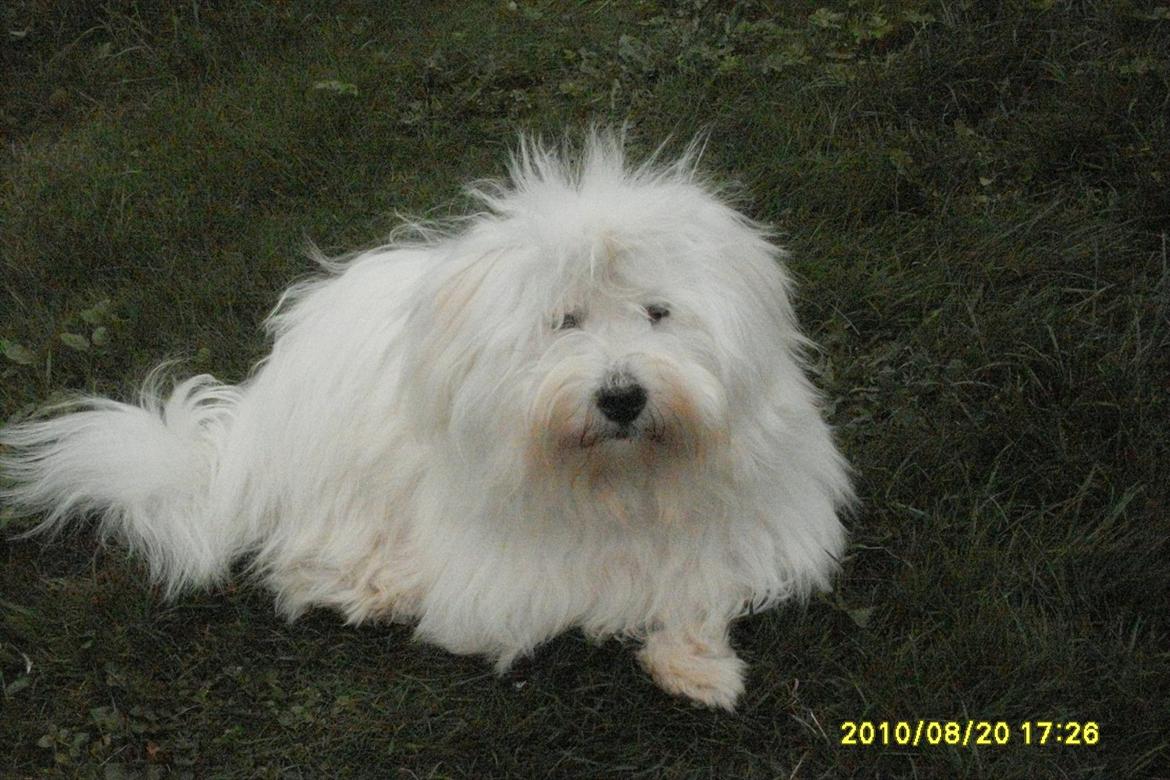 Coton de tulear Zillo billede 5
