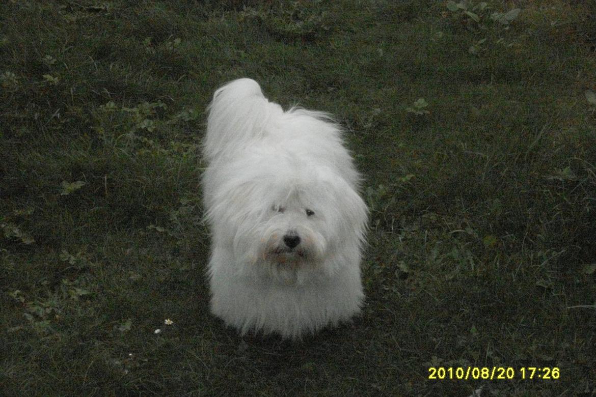 Coton de tulear Zillo billede 6