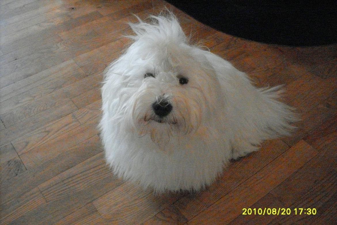 Coton de tulear Zillo billede 7