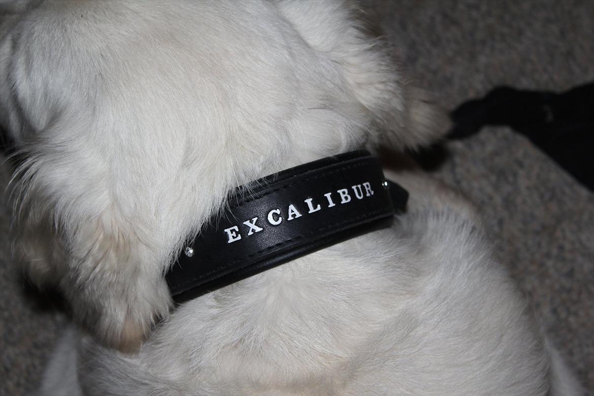 Golden retriever Goldenparnas Excalibur - Cali's nye flotte halsbånd :) billede 20