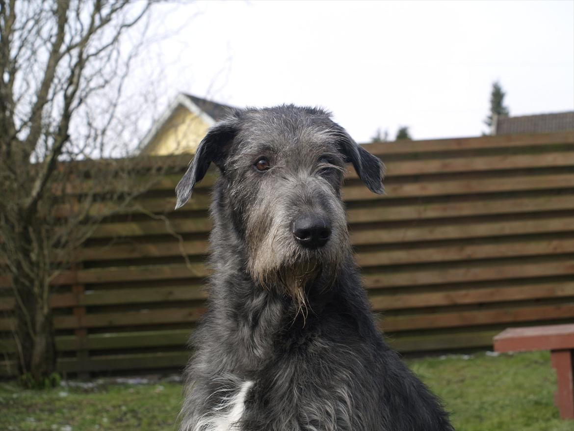 Irsk ulvehund Dharma billede 1