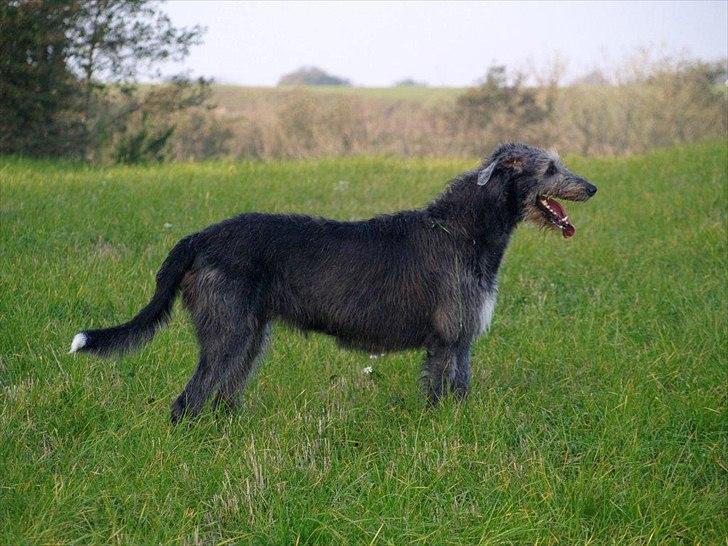Irsk ulvehund Dharma - Efteråret 2011
Dharma 6 år billede 4