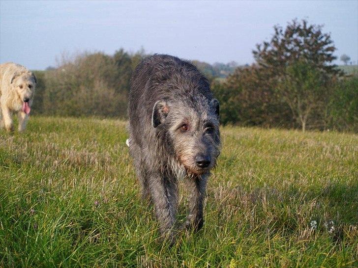 Irsk ulvehund Dharma - Efteråret 2011 billede 6