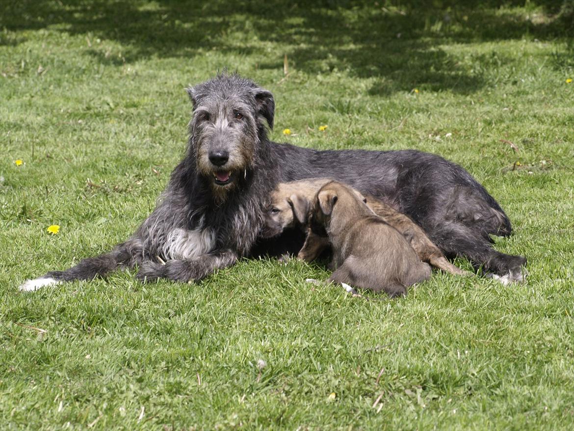 Irsk ulvehund Dharma - Hvalpe i 2009 billede 7
