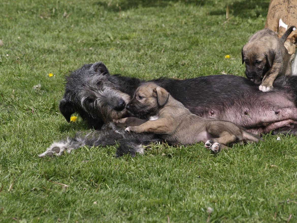 Irsk ulvehund Dharma - Hvalpe i 2009 billede 8