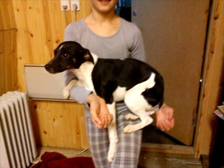 Dansk svensk gaardhund Molly <3 - Molly balangcere på Nina's ben og arme. billede 13