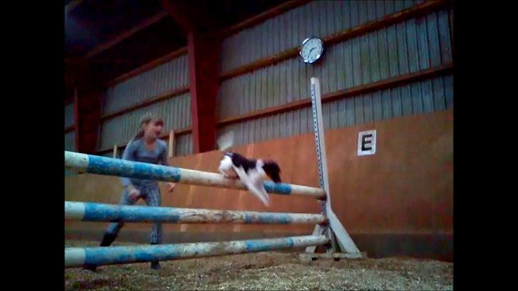 Dansk svensk gaardhund Molly <3 - Lille Molly over ca. 80 cm. billede 14