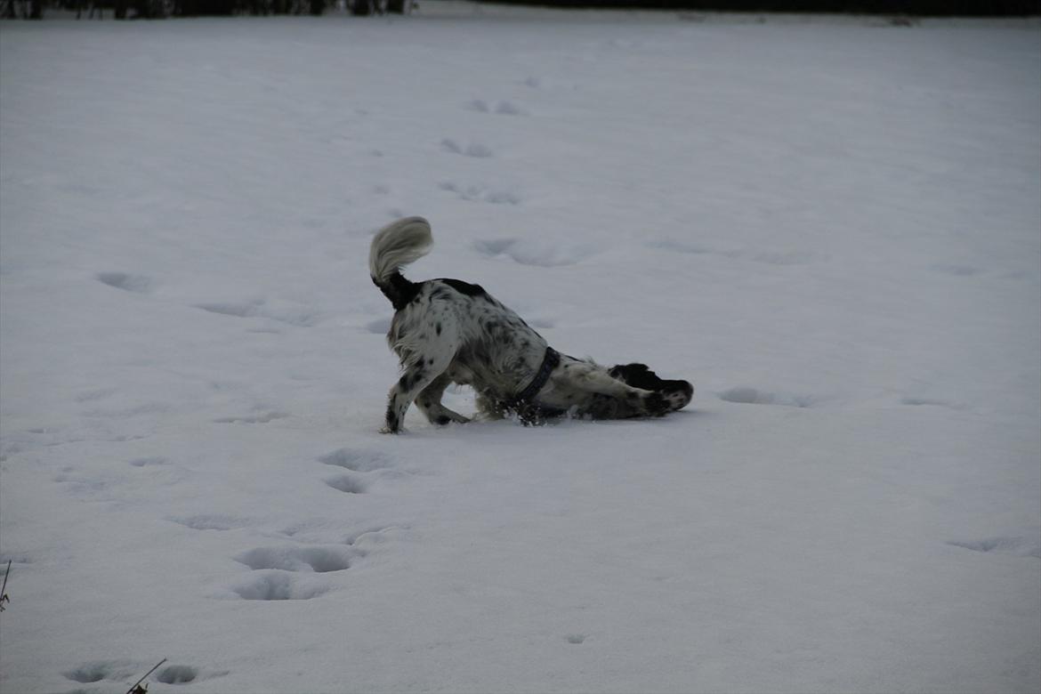Field spaniel Apache Blue Magic, Figo! billede 2
