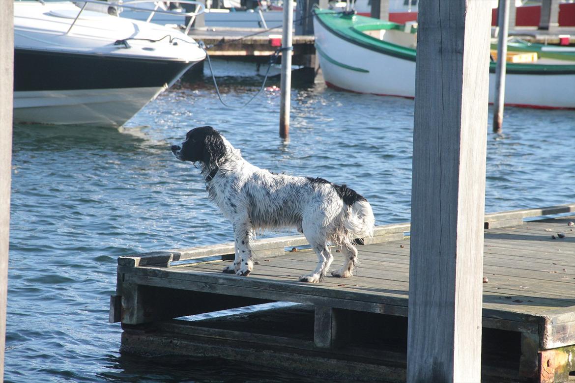 Field spaniel Apache Blue Magic, Figo! billede 3