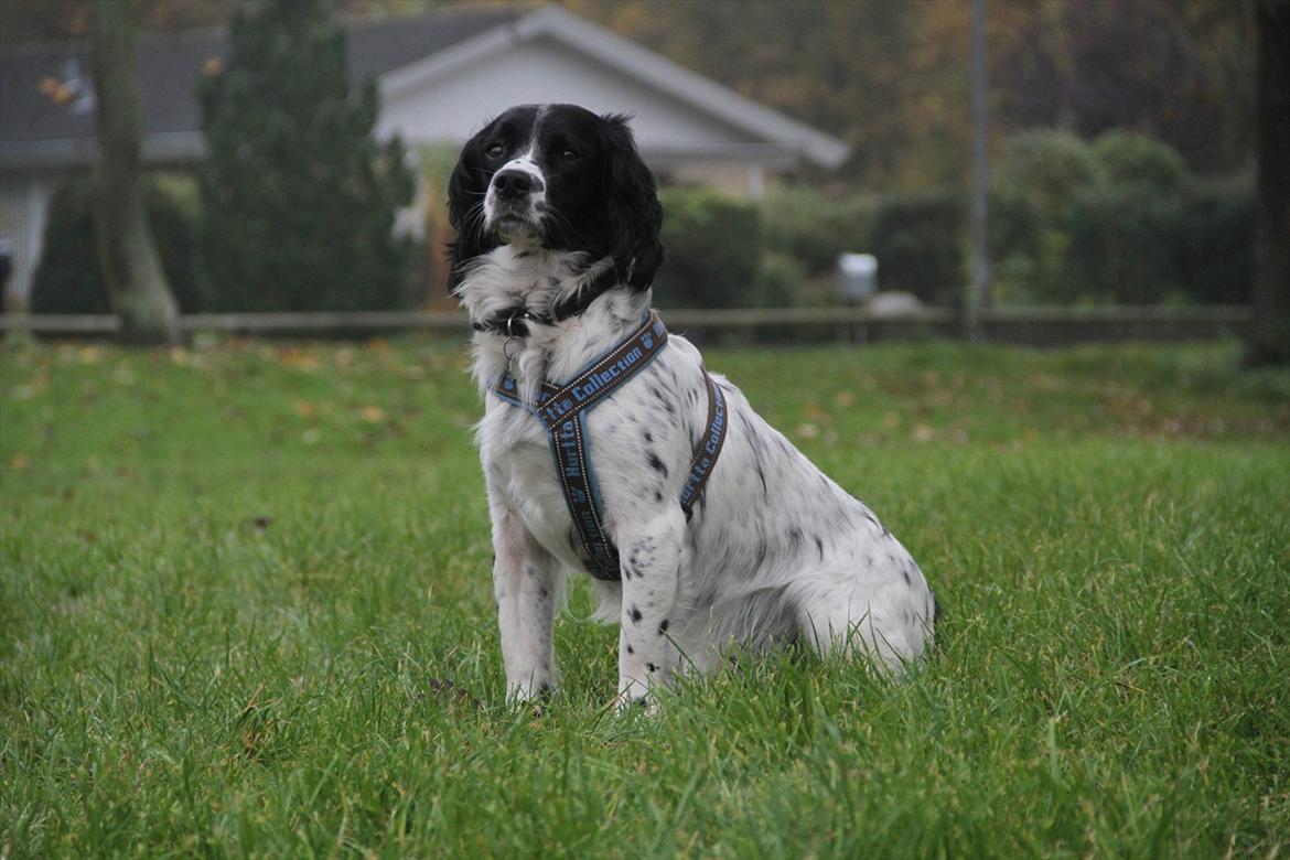 Field spaniel Apache Blue Magic, Figo! billede 4