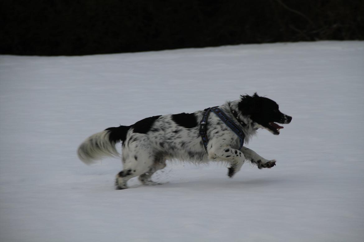 Field spaniel Apache Blue Magic, Figo! billede 11