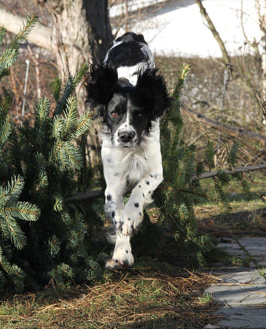 Field spaniel Apache Blue Magic, Figo! billede 5