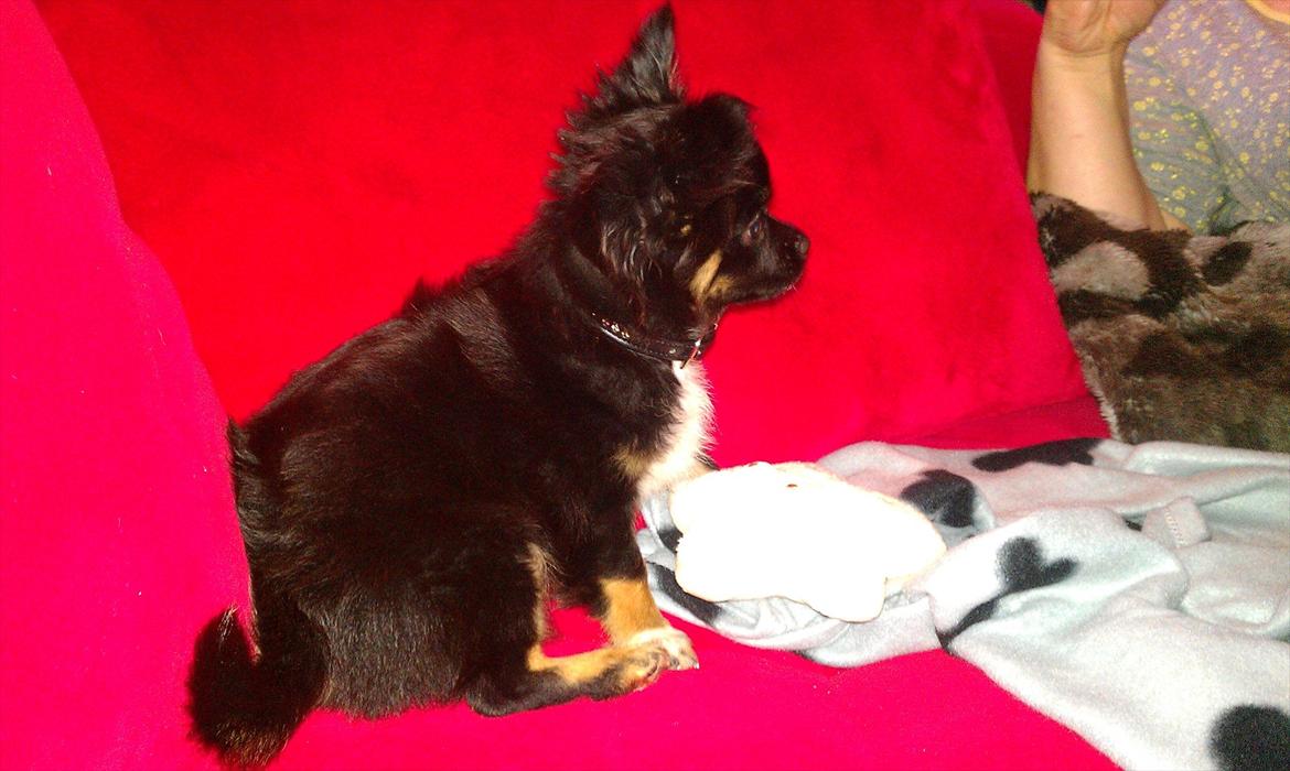 Chihuahua Chano - Chano da vi lige havde fået ham, en ordentlig prop... 
Godt vi har fået ham slank og pæn  billede 20