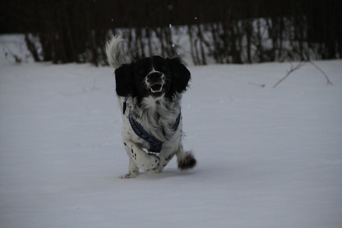Field spaniel Apache Blue Magic, Figo! billede 6