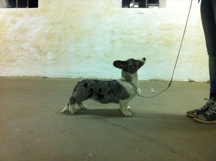 Welsh corgi cardigan Eeys - 3.5 måneder til ringtræning, er noget stolt af den bette fyr, han har sku noget selvtillid :-) billede 11