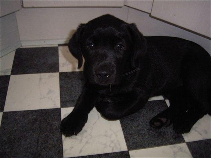 Labrador retriever Sussi - Da vi næsten lige havde fået hende!" billede 1