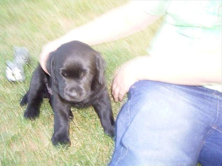 Labrador retriever Sussi - Da vi skulle vælge en hund!<3 Og det blev sussi!..! billede 2
