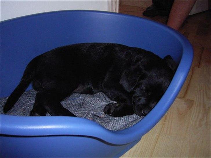 Labrador retriever Sussi - Min søde hund da den var lille..!<3 billede 3