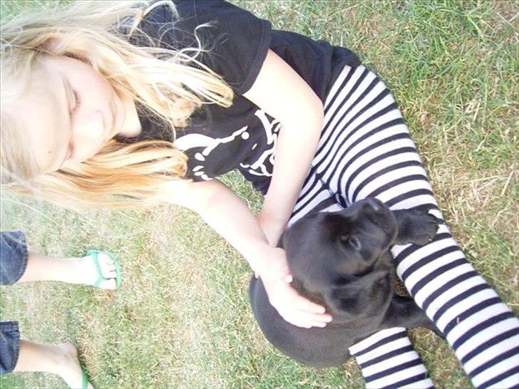 Labrador retriever Sussi - <3 billede 4