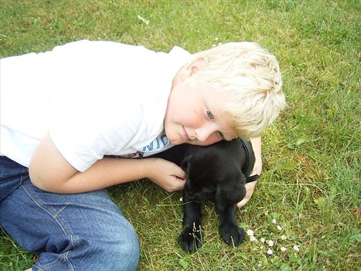 Labrador retriever Sussi - Love you sussi!<3 billede 5