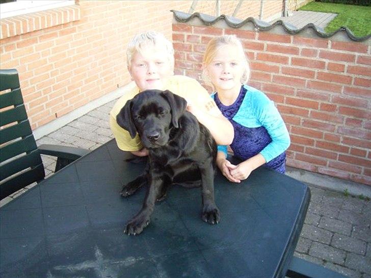Labrador retriever Sussi - :) billede 6