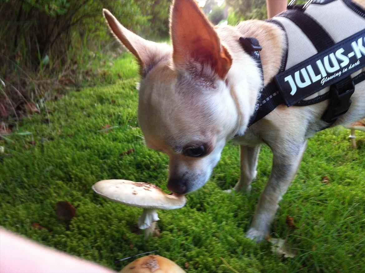 Chihuahua Milou billede 9