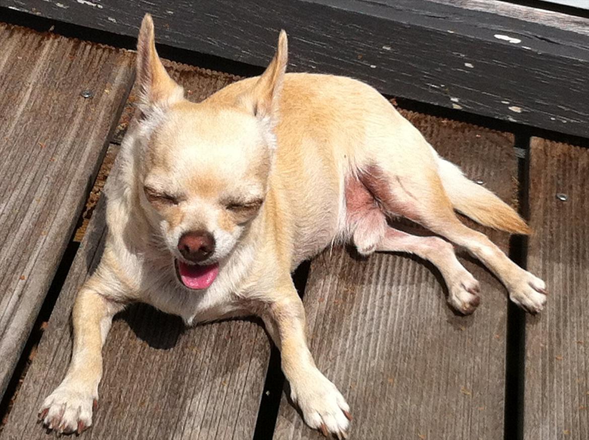 Chihuahua Milou - Der er VARMT på oldemors terrasse.  billede 10