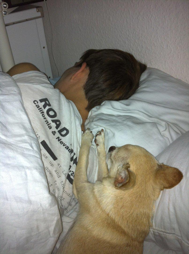 Chihuahua Milou - VI sover tit ens.  billede 11