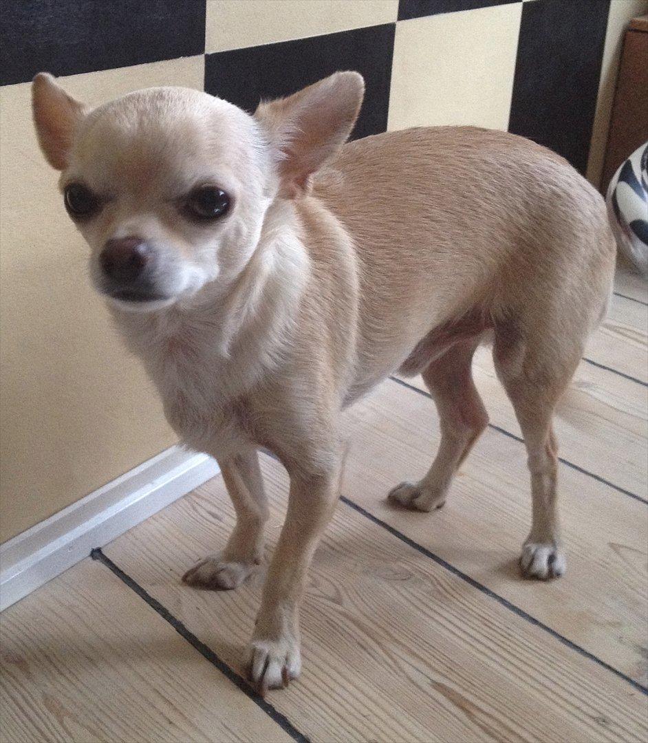 Chihuahua Milou - Et typisk Milou look.  billede 1