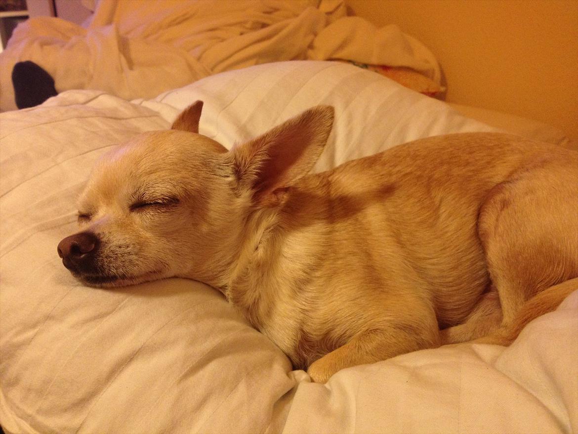 Chihuahua Milou - Hvem sagde det var usundt at sove om dagen.  billede 12