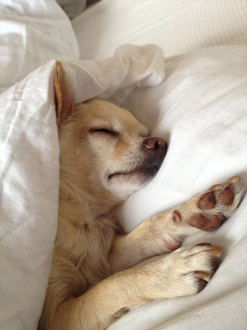 Chihuahua Milou billede 13