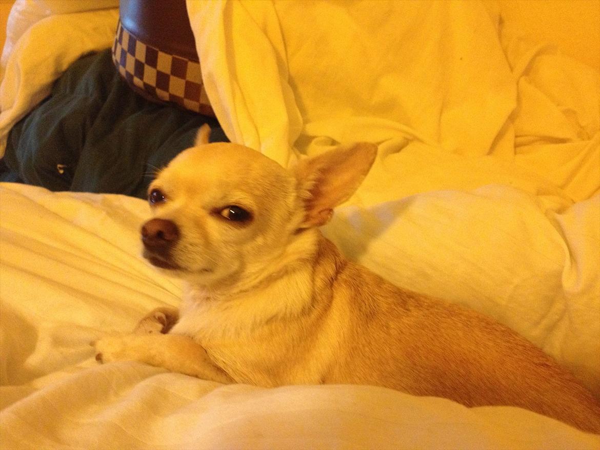Chihuahua Milou - Smiiiiiil. billede 14