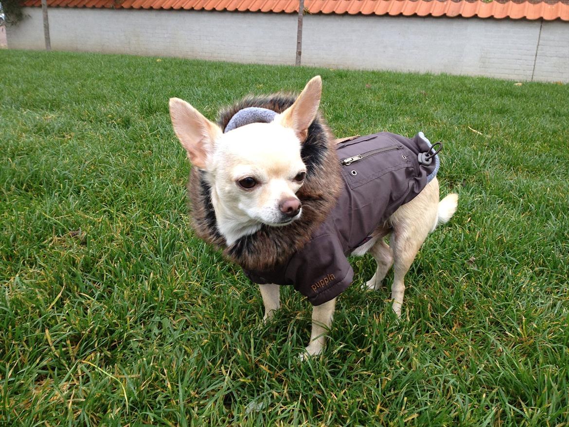 Chihuahua Milou - Se min nye jakke mor! billede 2