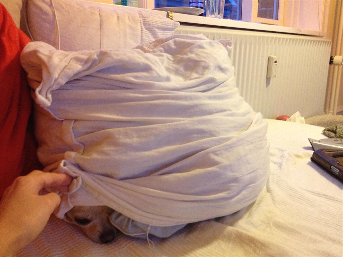 Chihuahua Milou - Se mig, jeg ER en pude. billede 15