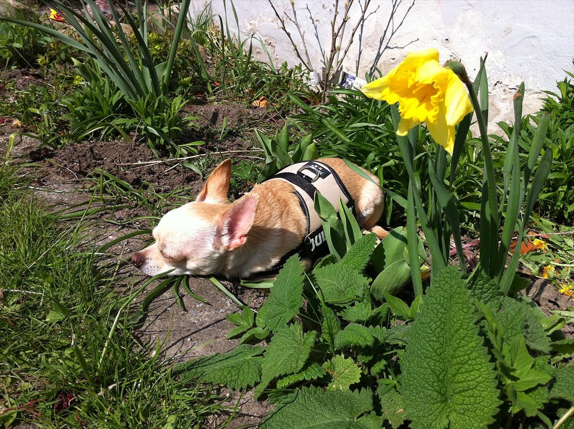 Chihuahua Milou - Mormors bed er blødt, men mormors kantsten er dejlig kølende.  billede 16