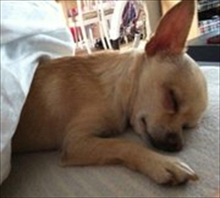 Chihuahua Milou - Godmorgen? Nej jeg vil ikke op.  billede 17