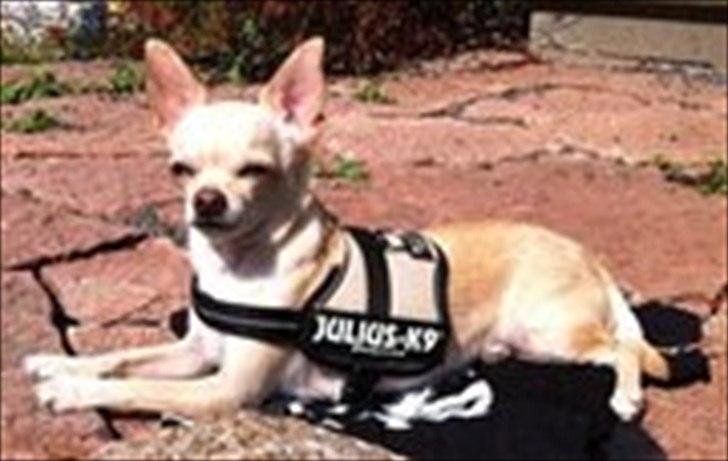 Chihuahua Milou - Yes, ligesom i Mexico.  billede 18