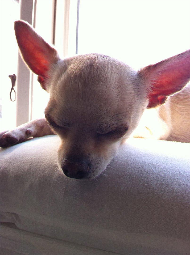 Chihuahua Milou - Alien! billede 19