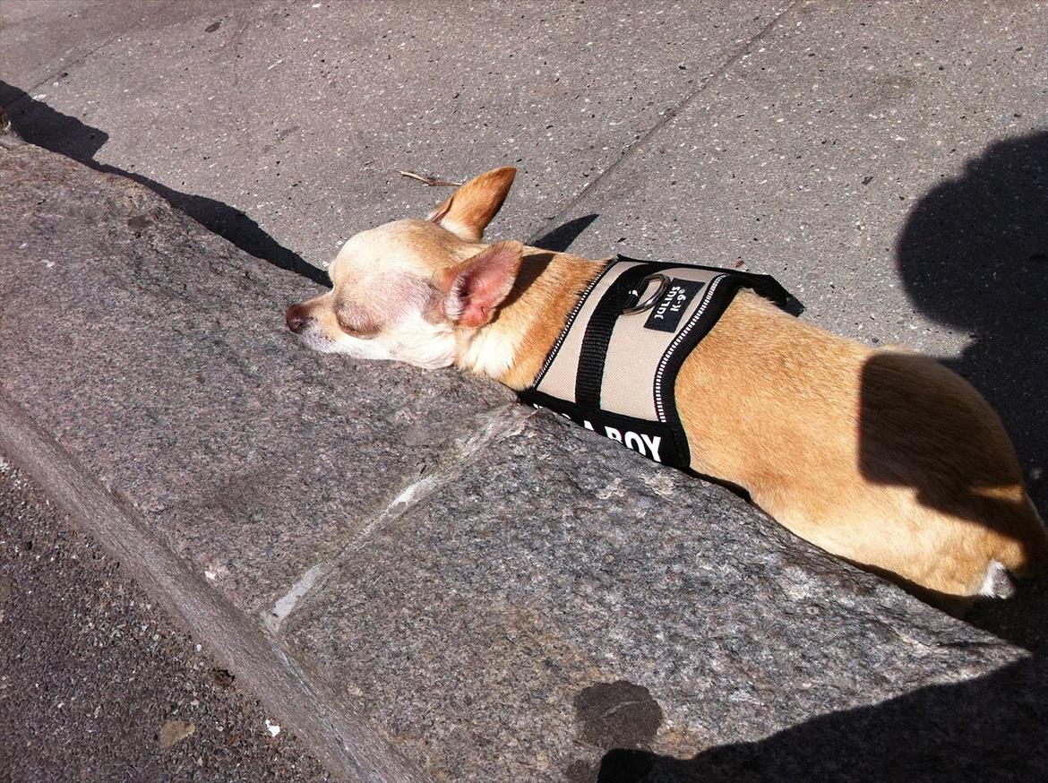 Chihuahua Milou - Nettos kantsten er rar, og det bedste er at jeg aldrig bliver efterladt her alene, vi venter sammen.  billede 20