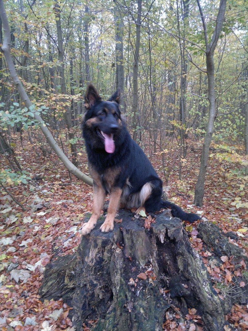 Schæferhund Tex-Benji Vom Altdeutschen Eck billede 1