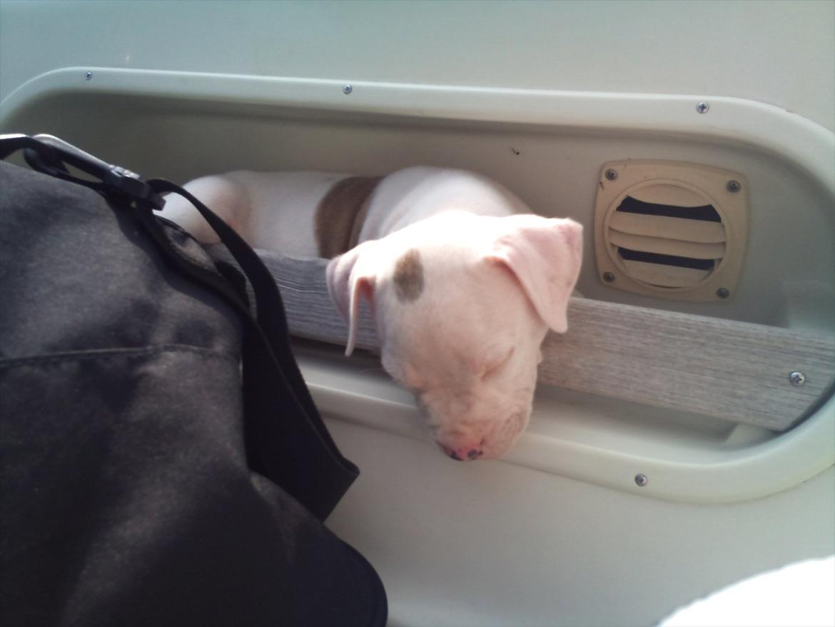 Blanding af racer Nate billede 8