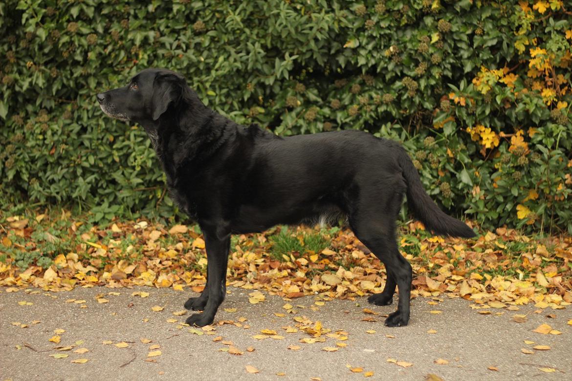 Blanding af racer Balder Himmelhund - Balder 9 år gammel billede 20