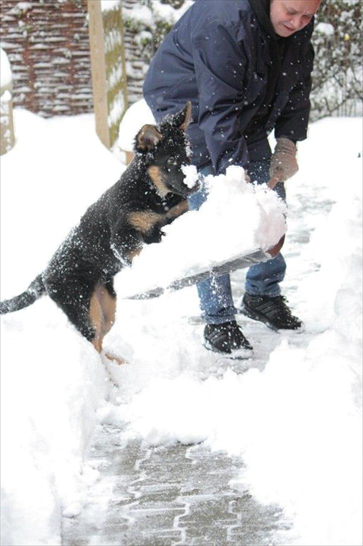 Schæferhund Tex-Benji Vom Altdeutschen Eck billede 2