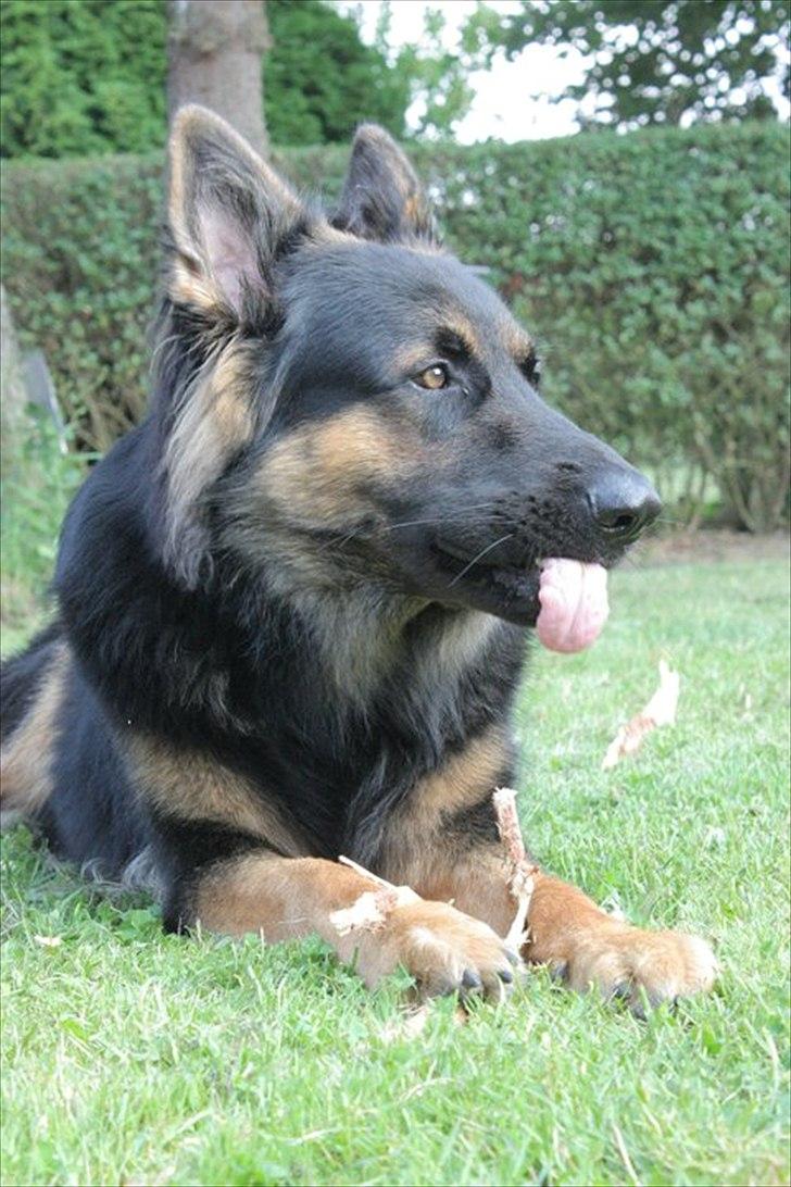 Schæferhund Tex-Benji Vom Altdeutschen Eck billede 3