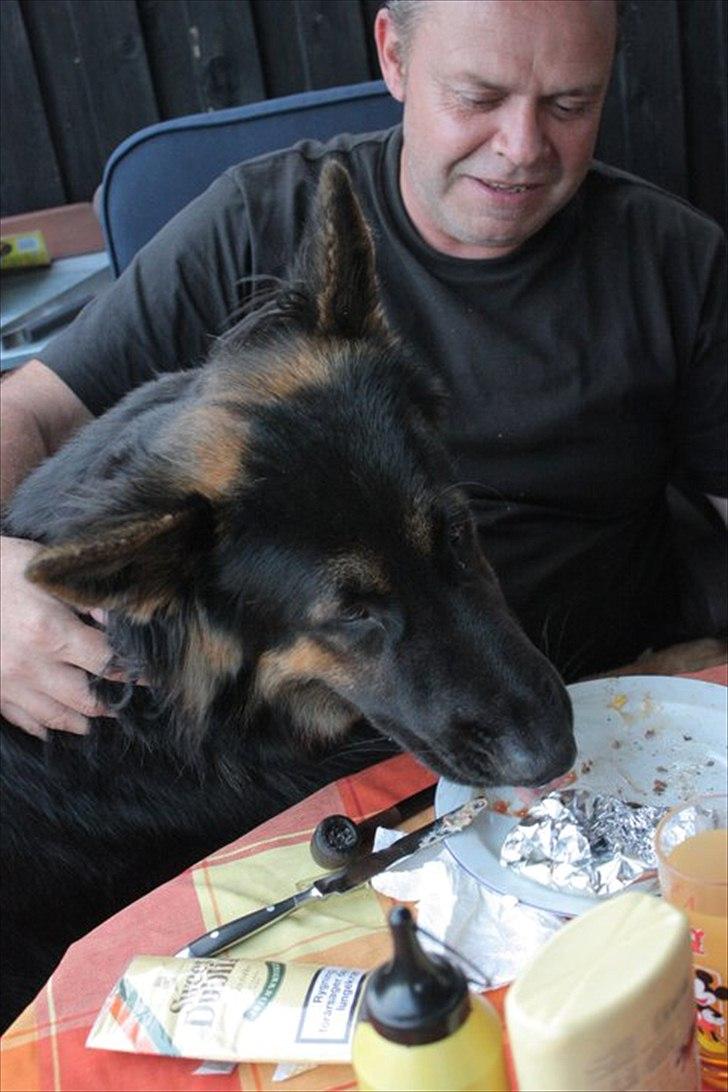 Schæferhund Tex-Benji Vom Altdeutschen Eck billede 4