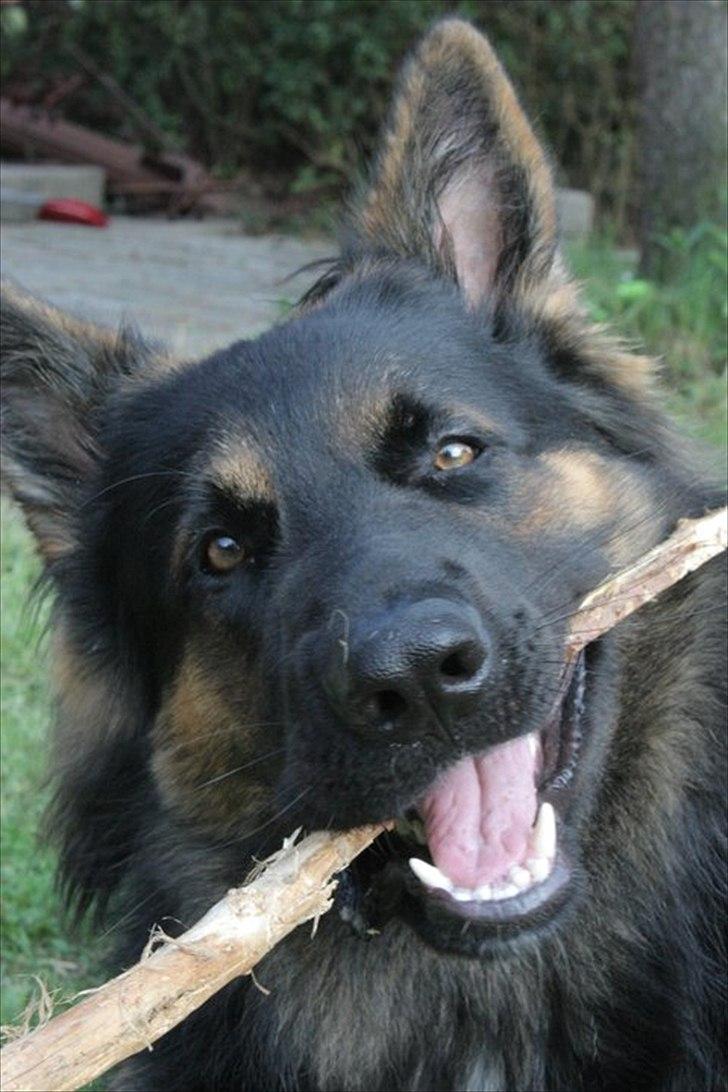 Schæferhund Tex-Benji Vom Altdeutschen Eck billede 5