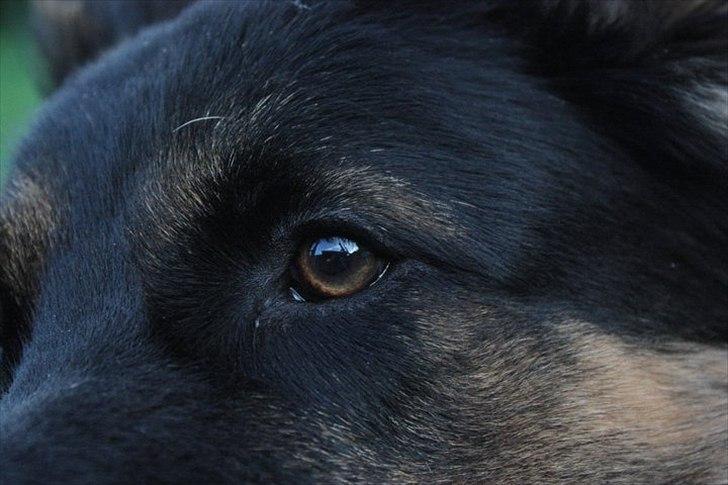 Schæferhund Tex-Benji Vom Altdeutschen Eck billede 6