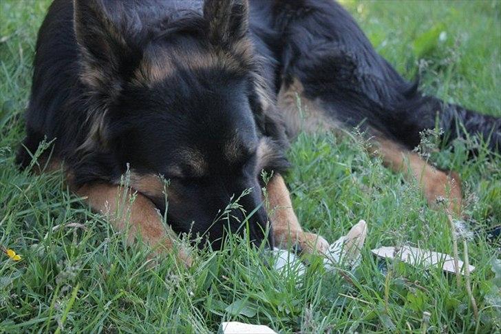 Schæferhund Tex-Benji Vom Altdeutschen Eck billede 7