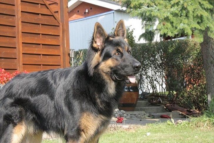 Schæferhund Tex-Benji Vom Altdeutschen Eck billede 8